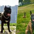 A febre dos cães de guarda na Espanha: eles custam mais de R$ 80 mil e a lei os trata da mesma forma que um poodle