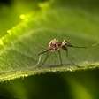 Mosquito da dengue consegue aprender que local com repelente é onde há comida farta, invertendo a lógica do produto