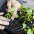 Desde que aprendi a plantar coentro em vaso, faço os melhores molhos de todos