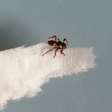 Mosca perde as asas e sacrifica parte da visão após encontrar hospedeiro para economizar energia