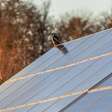 Os parques de painéis fotovoltaicos atraem pássaros e insetos, restaurando parte da biodiversidade e agora, a ciência sabe o porquê