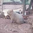 Capivara mantida como animal de estimação é resgatada de cativeiro ilegal no RS