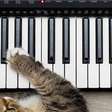 Quando a música vira terapia: como sons influenciam o comportamento de cães e gatos