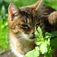Pensávamos que erva-de-gato era a "droga" favorita dos bichanos, mas há outra planta que eles gostam ainda mais
