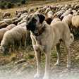 Kangal: o cão com a mordida mais forte do mundo supera até a força de um leão