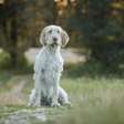 Spinone italiano: conheça as características do cachorro dessa raça