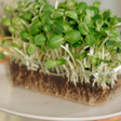 Esta erva de inverno é o vegetal mais saudável do mundo e cresce agora em dezembro