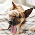Sonhar com cachorro é um bom sinal? Descubra o que significa