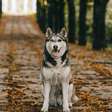Cães e o campo magnético da Terra: A ciência por trás da magnetorrecepção canina
