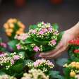 Sua cozinha mais colorida: 5 flores fáceis de cuidar em casa