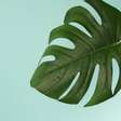 Seu celular entende de plantas? A ciência dos aplicativos que identificam espécies e doenças