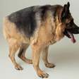 Cachorro cururu existe? Entenda o que está por trás desse apelido