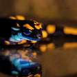 Salamandra-de-fogo: animal surpreende cientistas com brilho fluorescente