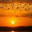 Revoada de aves : espécies que transformam o céu em espetáculo coletivo