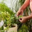 O Ministério da Agricultura recomenda estas 5 plantas para quem quer menos insetos em casa