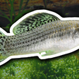 A espécie de peixe que vive sem machos há 100 mil anos