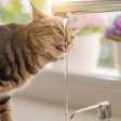 A ciência explica: por que gatos bebem em copos e torneiras em vez do pote de água e o papel dos bigodes