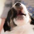 Deixar o filhote chorando não é disciplina: a ciência explica o que acontece com o cãozinho