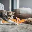 Como medicina veterinária e ciência do comportamento animal ajudam consultora a entender 'enigmas felinos'