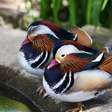 O curioso sono das aves: a ciência do descanso com um hemisfério do cérebro ativo e o outro em repouso para sobreviver na natureza