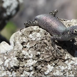 Pesquisa revela como o ambiente insular influenciou a reprodução do lagarto mais típico de Fernando de Noronha