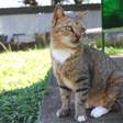 Homem é preso após arremessar gato em Bento Ribeiro