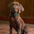 'Scooby-Doo': primeira imagem da série da Netflix conquista fãs pela fofura