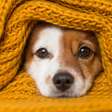 Seu pet anda mais parado no frio? Entenda o que pode estar acontecendo