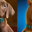 Scooby-Doo ganha série live-action na Netflix com cachorro real e encanta fãs