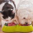 Alimentação pet: entenda as diferenças entre cães e gatos na hora de comer