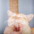 7 dicas para conquistar a confiança do seu gato