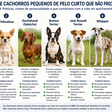 Quer um cachorro pequeno e de pelo curto? Estas 7 raças merecem atenção