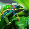Reis da camuflagem: 7 animais que conseguem desaparecer na natureza