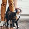 Seja o humano favorito do seu gato: 7 passos para ganhar a confiança do pet
