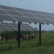 Fazenda em Minnesota encontrou forma de produzir energia solar e criar algo mais: o abrigo perfeito para vacas