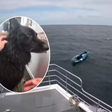 Cão à deriva em caiaque é resgatado após percorrer quase 5 km no mar na Inglaterra