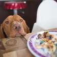 7 comidas comuns na sua casa que podem ser perigosas para os cães