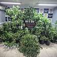 Plantação com quase 90 pés de maconha em estufa doméstica é fechada pelo Denarc em Porto Alegre