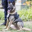 Cães policiais: 6 raças que se destacam no trabalho de segurança