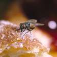 Mosca na comida: é melhor jogar fora ou pode comer?