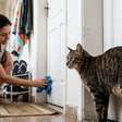 Existe misturinha caseira para o gato parar de marcar território?