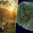 Em 1871, um fazendeiro abandonou cinco vacas numa ilha remota: contra todas as expectativas, elas colonizaram a ilha