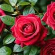 Amor ou decepção? Descubra o significado de sonhar com rosa vermelha