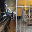 Gato é resgatado após ficar preso nos trilhos do Metrô em São Paulo; funcionários querem adotá-lo