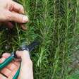 Alecrim: descubra 5 usos mágicos para proteção e intuição no dia a dia