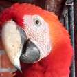 Arara-vermelha é resgatada em Maricá após suspeita de documento falso
