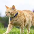 Gato Manês: o felino sem cauda que encanta pela origem e personalidade única
