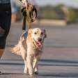 Descubra os benefícios de levar o cachorro para correr com você