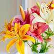 Flores Diferentes para Surpreender no Dia dos Namorados