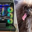 Cachorro dispara arma acidentalmente e PC gamer salva dono de possível tragédia